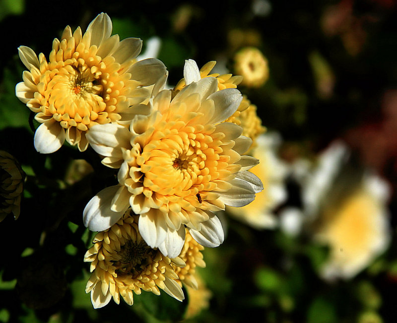 DAISY MUMS
