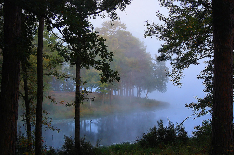 FOG THROUGH THE TREES