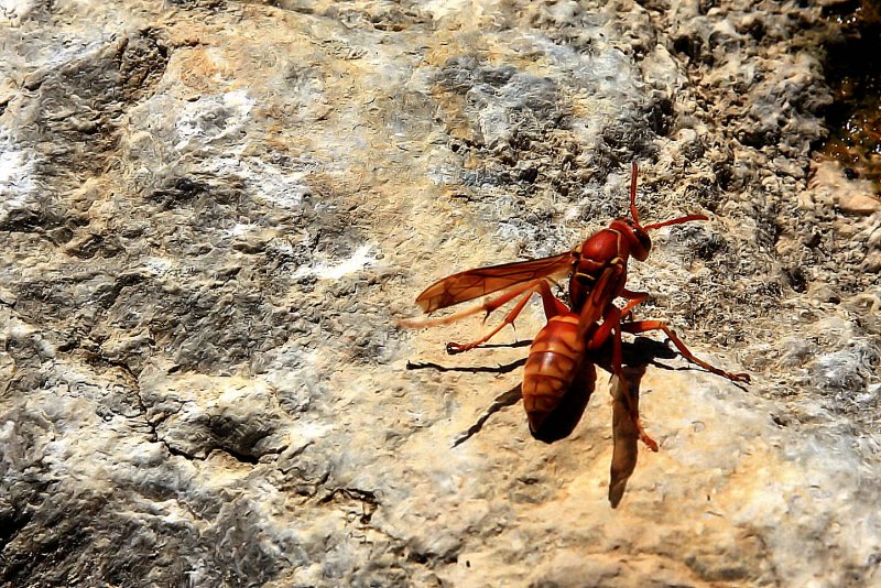 SHOT A WASP TODAY
