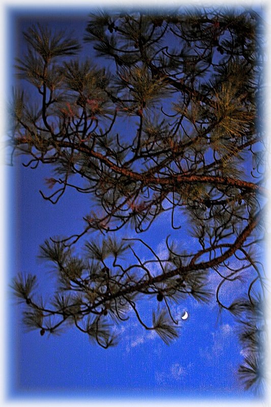 PINE AND MOON - IMAGE 1 - SET3