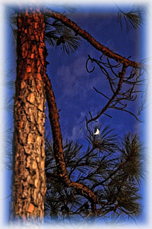 MOON AND PINE - IMAGE 3 - SET 3