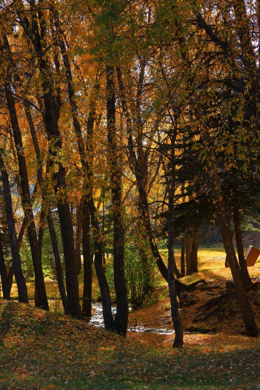 LOOKING THROUGH THE TREES