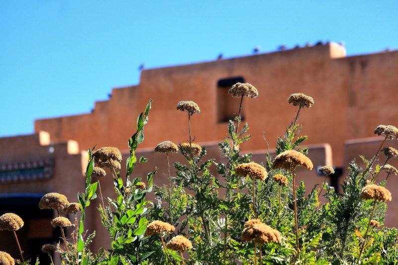 SEED HEADS AND ADOBE
