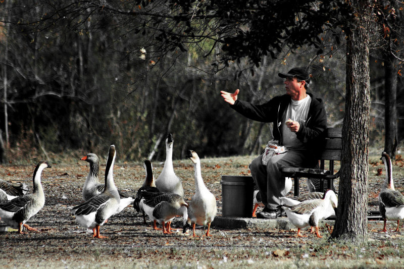 FEEDING THE GEESE