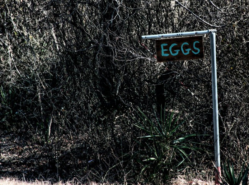 EGGS