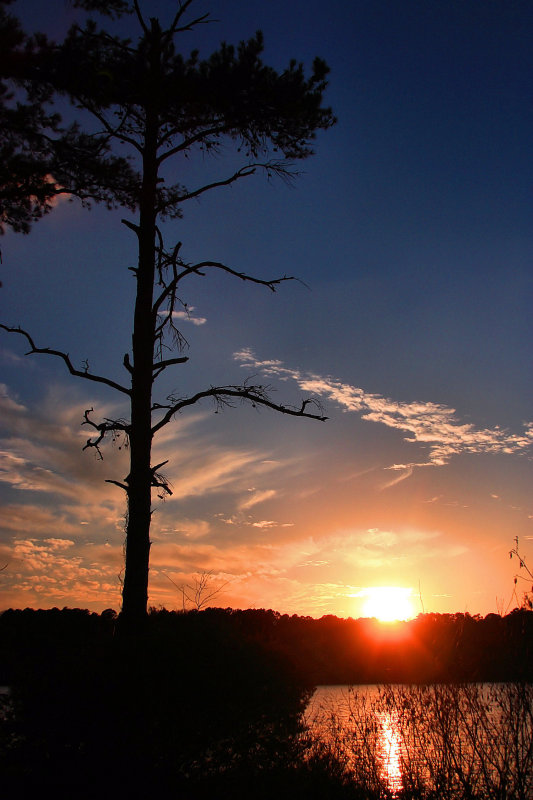 THE TREE AND THE SUNSET
