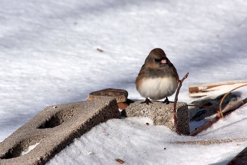 LOOKING FOR SEEDS