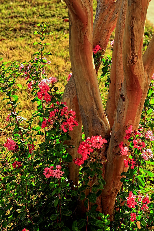 PINK FLOWERS