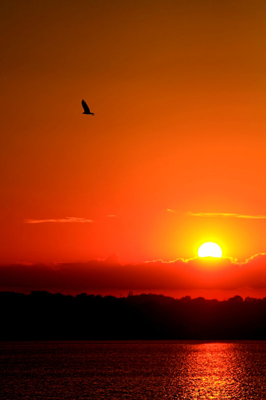 BIRD FLIES AT SUNSET