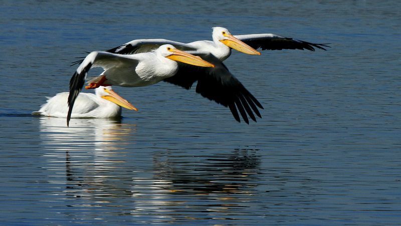 THREE PELICANS