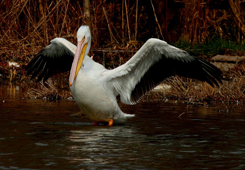 SPREADING HIS WINGS