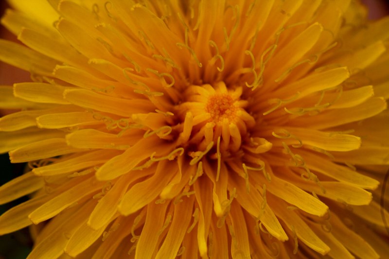 WEED FLOWER