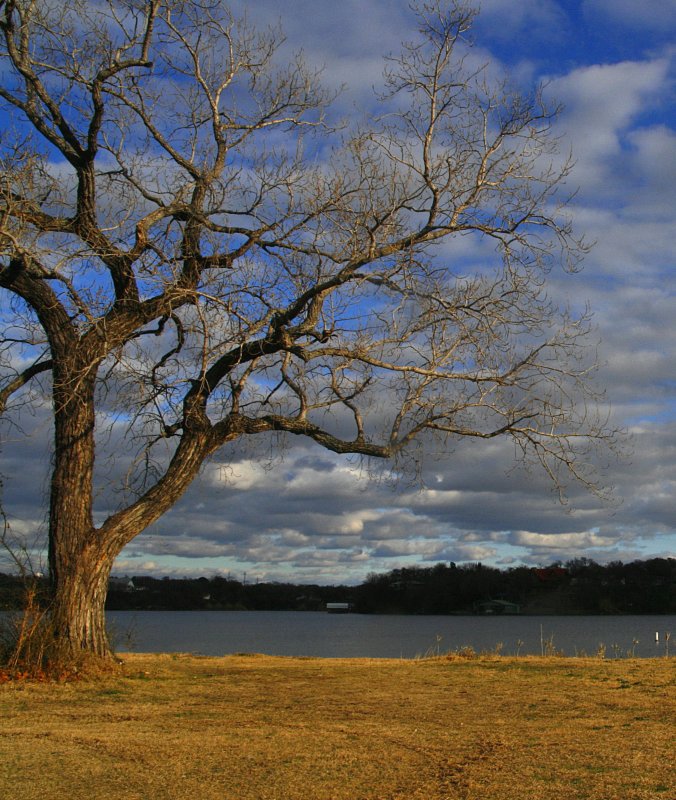 TREE AND CLOUDS