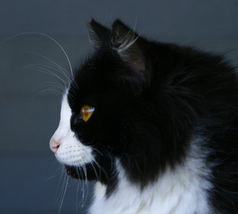 PROFILE OF KIT THE CAT