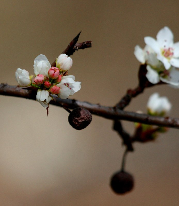 FIRST FLOWERS OF SPRING