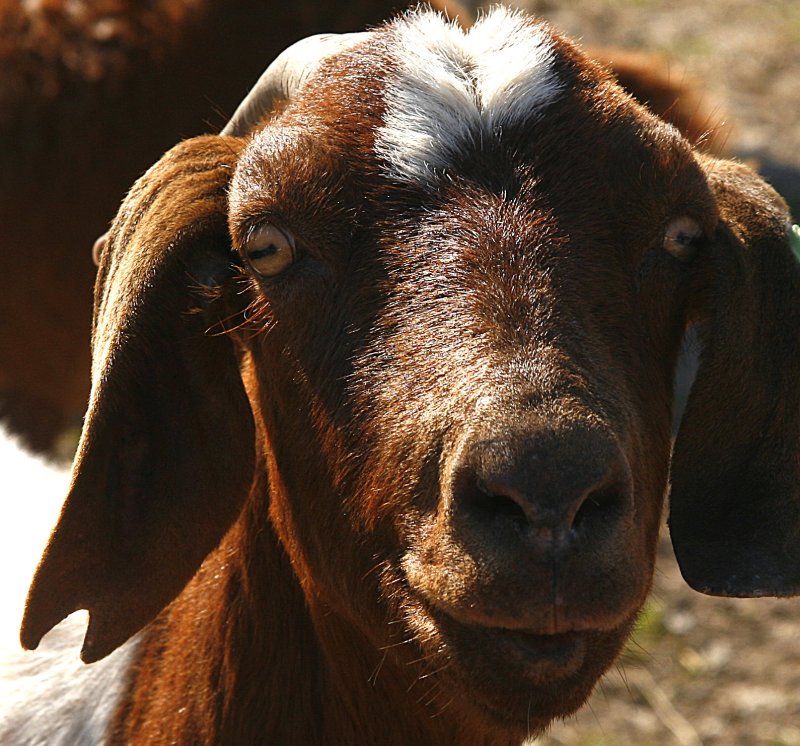 GOATS EAT OATS