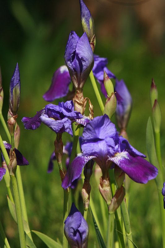 PURPLE IRIS