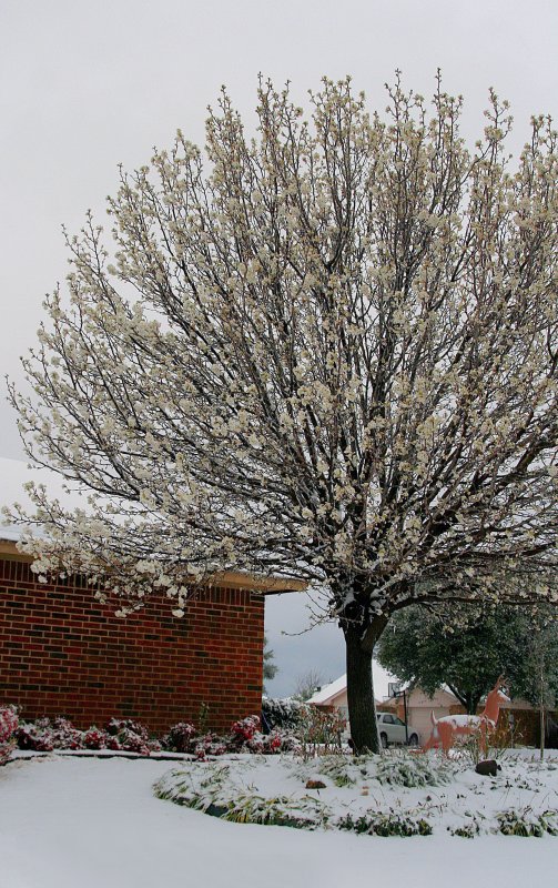 SPRING AND SNOW