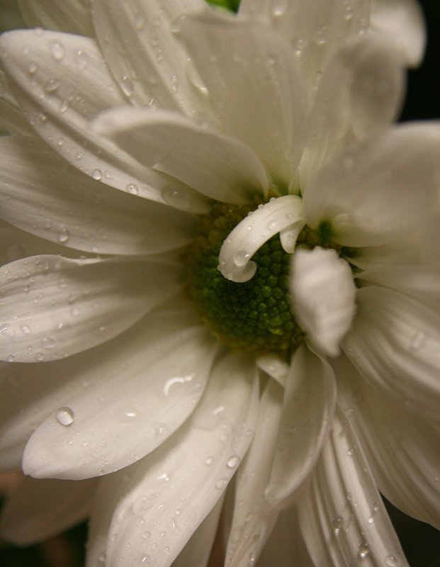 PETALS