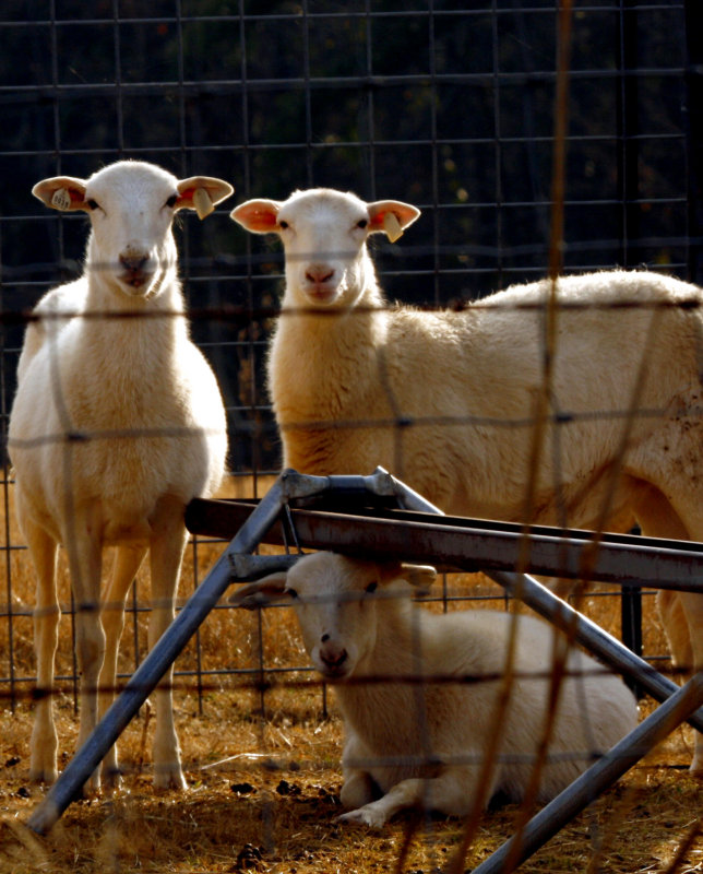 THREE CONFINED SHEEP