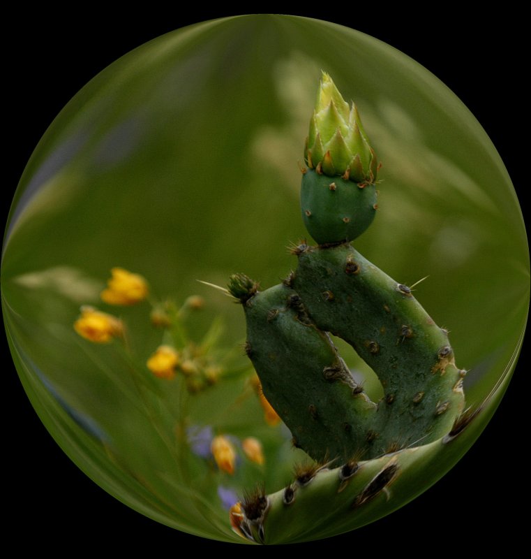 CACTUS
