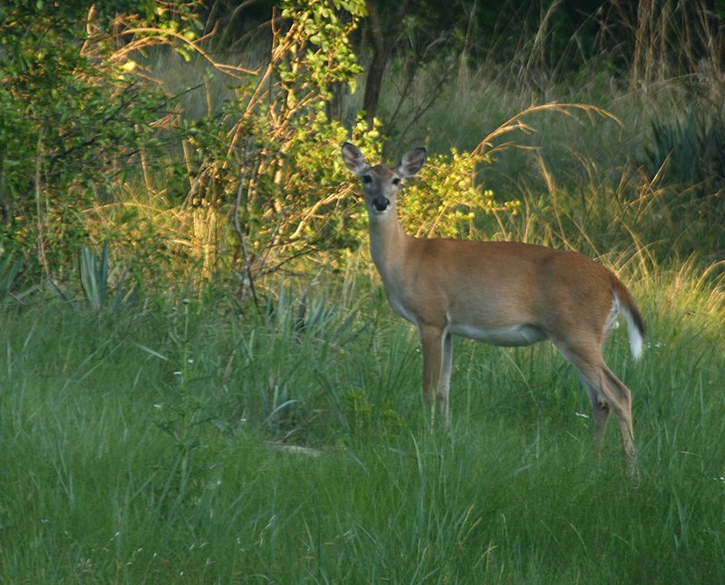 TODAY A DOE
