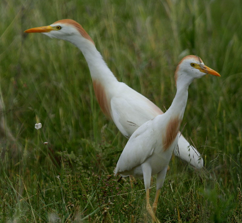 CATTLE EGRETS