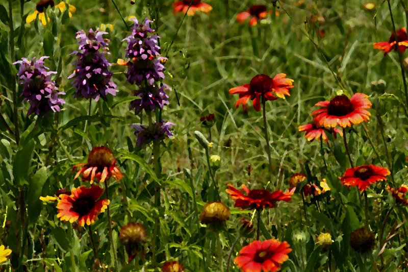 WILDFLOWERS