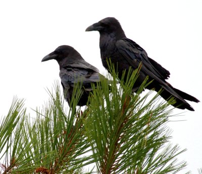 TWO RAVENS