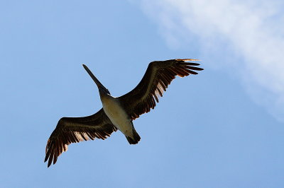 PELICAN FLYING OVERHEAD