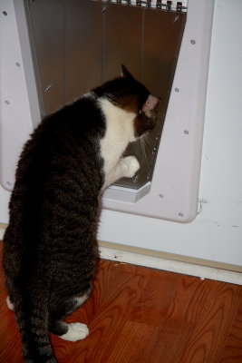 ZEKE AND THE DOOR