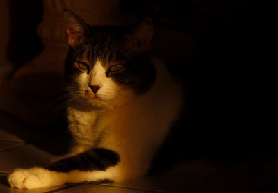 TAKING ADVANTAGE OF THE LAST OF THE SUNLIGHT