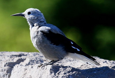 CLARK'S NUTCRACKER