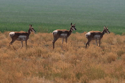 THREE ANTELOPE