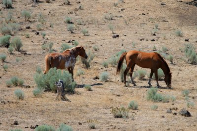 HORSES