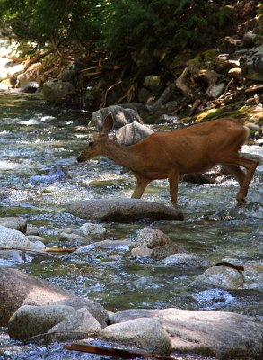 DEER CROSSING THE STREAM, AFTER A POOP AND A DRINK!