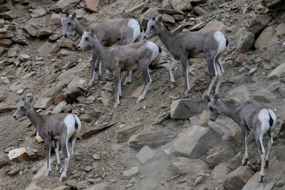 WILDLIFE CAPTURED FROM MY TRIP TO THE WEST COAST