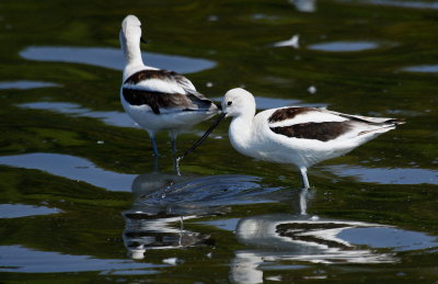 AMERICAN AVOCET
