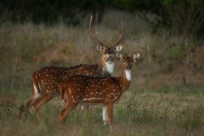 AXIS DEER IN KERRVILLE