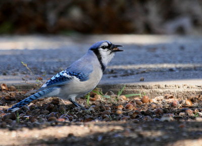 BLUEJAY AND AN ACORN
