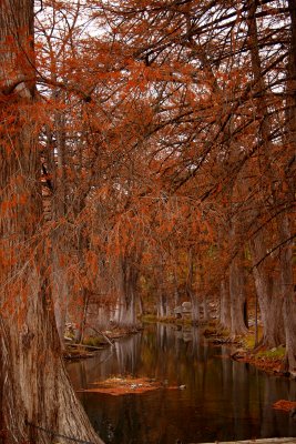 CYPRESS ON THE RIVER