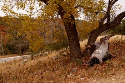 AUTUMN LOG