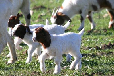 THREE BABY GOATS
