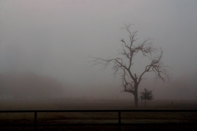 F IS FOR FOGGY