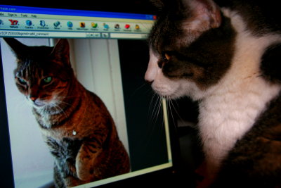 MY CAT THINKS I'M CHEATING ON HIM