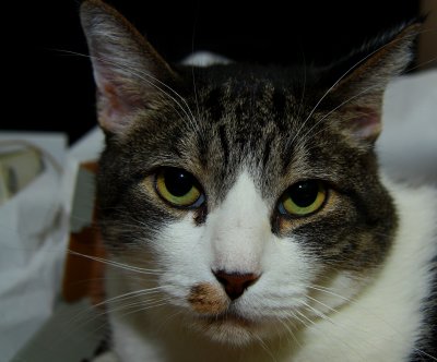 Z IS FOR ZEKE - MY CAT
