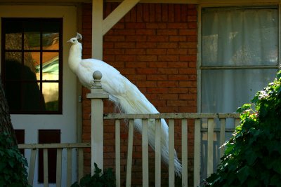 WHITE PEACOCK