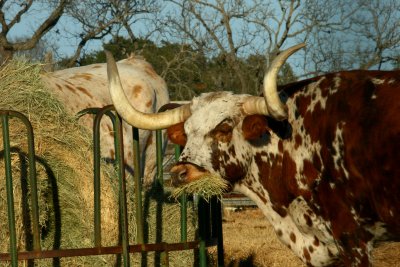 LONGHORN MUNCHING