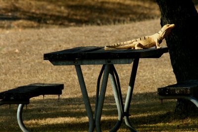 GUESS THIS PICNIC TABLE IS TAKEN