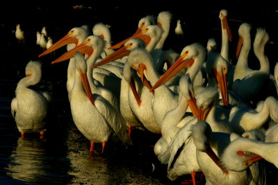PELICANS AND GULLS